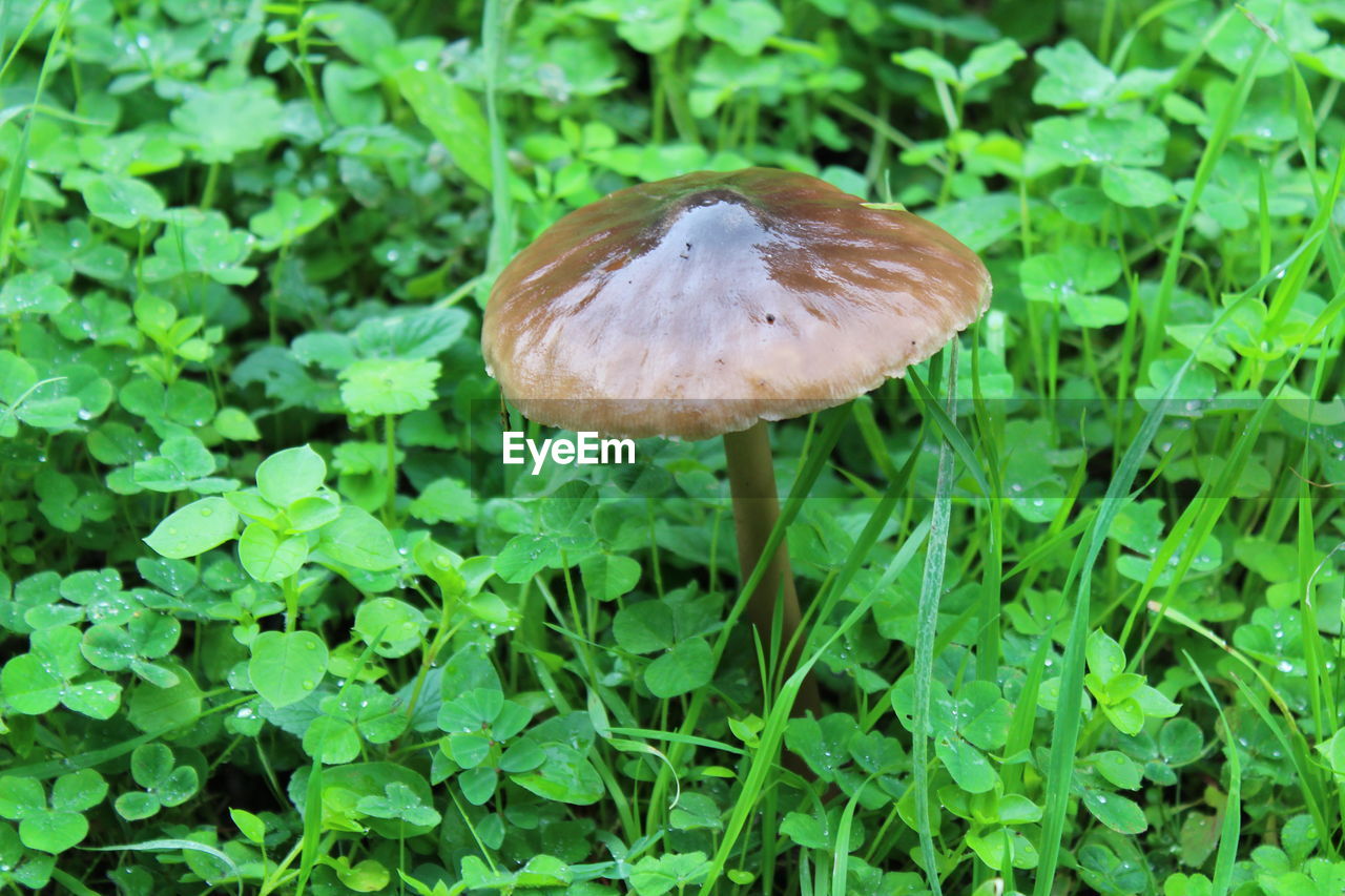 CLOSE-UP OF MUSHROOM GROWING IN GARDEN