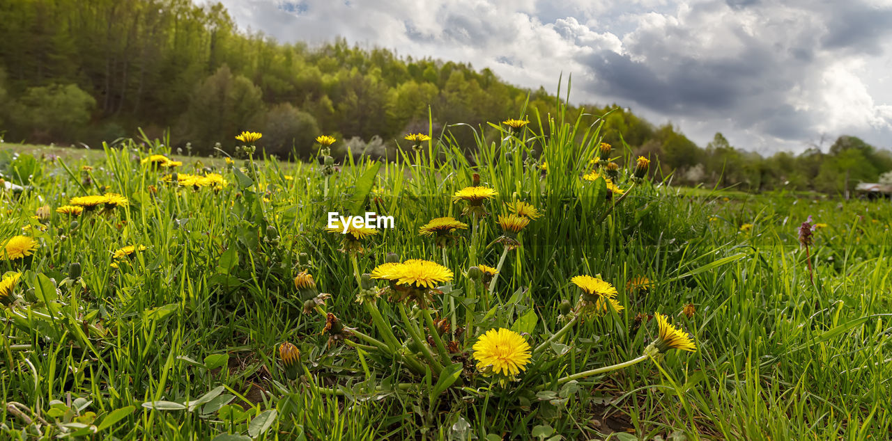 plant, meadow, grassland, nature, grass, natural environment, flower, cloud, flowering plant, prairie, sky, beauty in nature, field, land, environment, landscape, yellow, wildflower, pasture, freshness, growth, green, rural area, scenics - nature, no people, plain, rural scene, lawn, sunlight, springtime, mountain, non-urban scene, outdoors, tree, tranquility, fragility, vegetation, summer, day, tranquil scene, flower head, travel destinations, forest, travel, environmental conservation, social issues, leaf