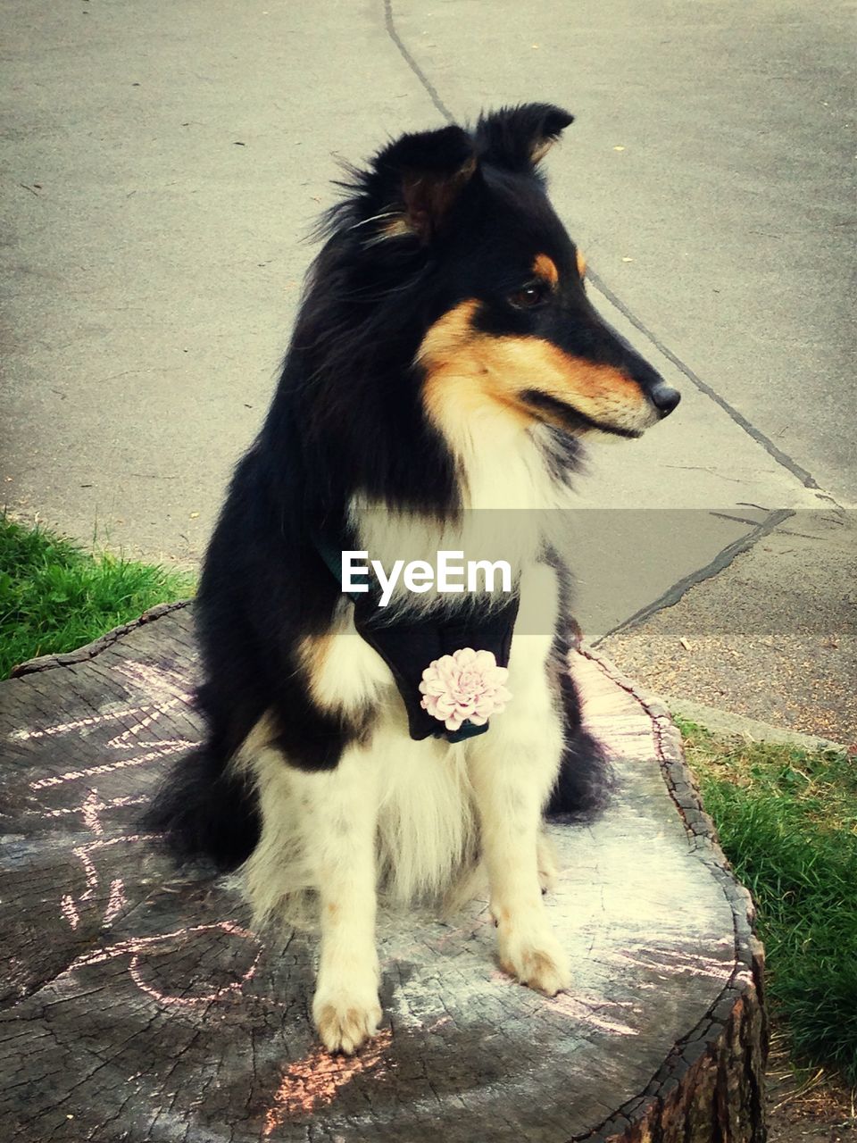 High angle view of dog relaxing on tree stump