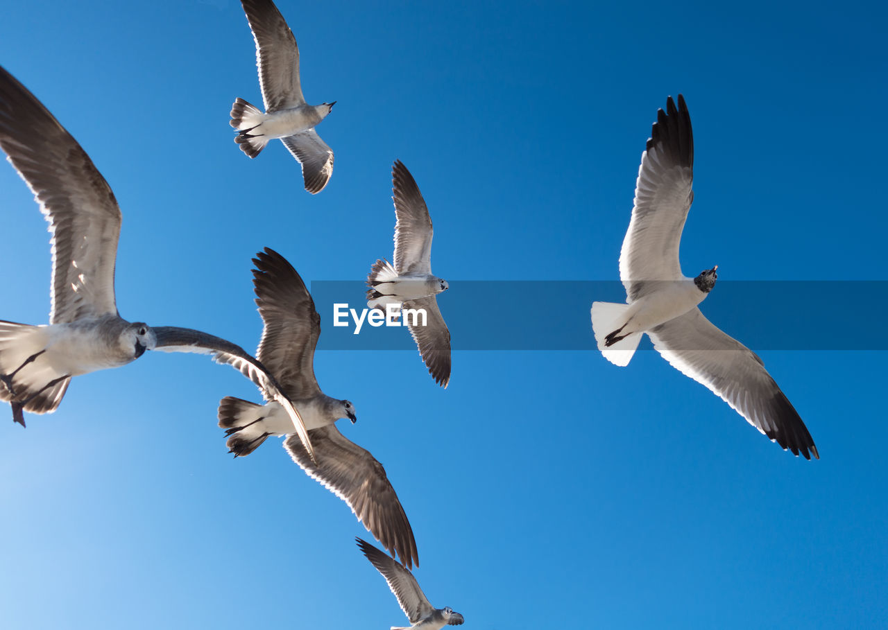 Flock of seagulls flying against clear sky