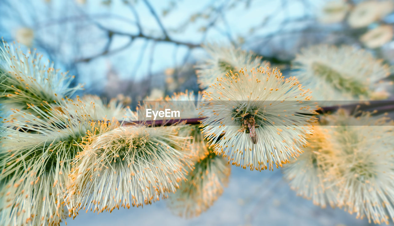 Willow tree flowers close up in spring moscow