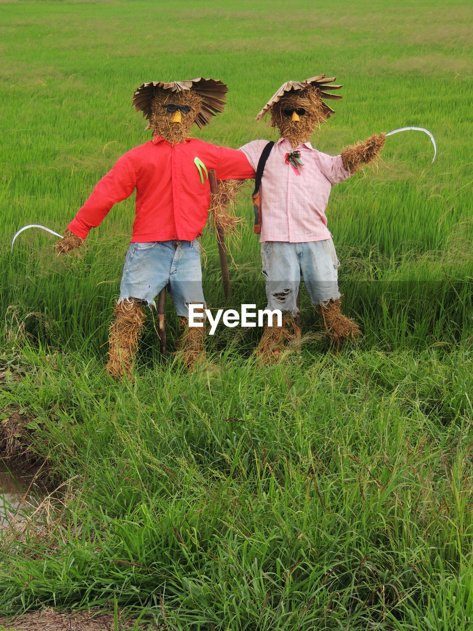 View of scarecrows on agriculture field