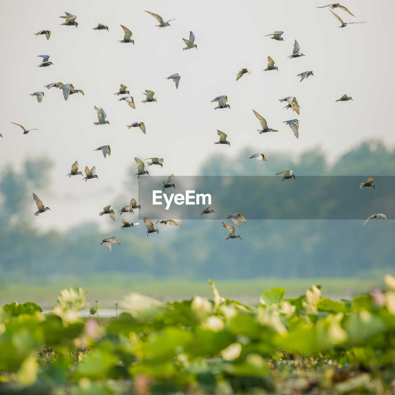 LOW ANGLE VIEW OF BIRDS FLYING