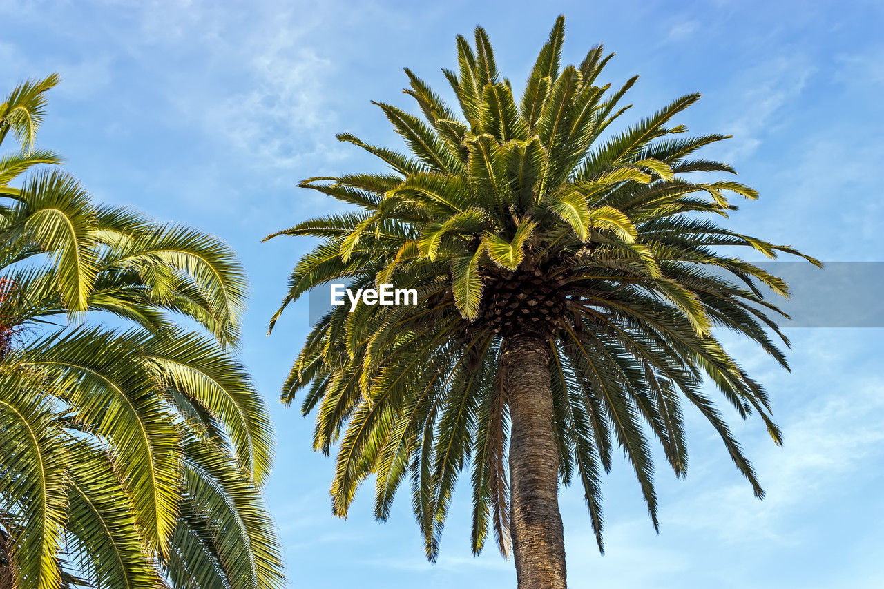Palms tree on blue sky background,california.