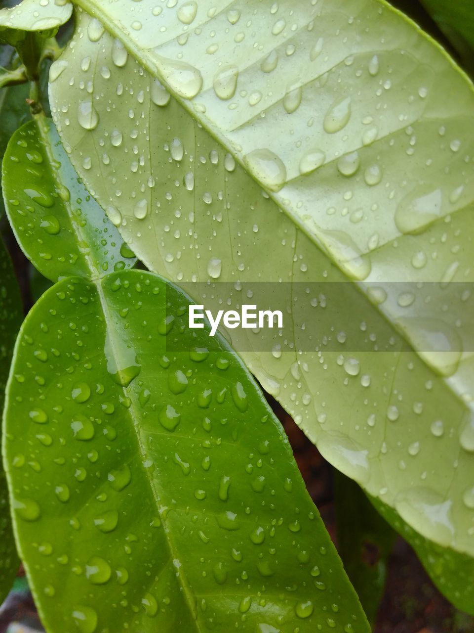 FULL FRAME SHOT OF RAINDROPS ON LEAF