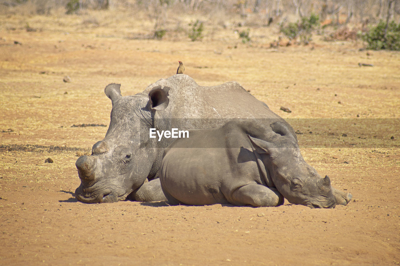 VIEW OF AN ANIMAL ON LAND