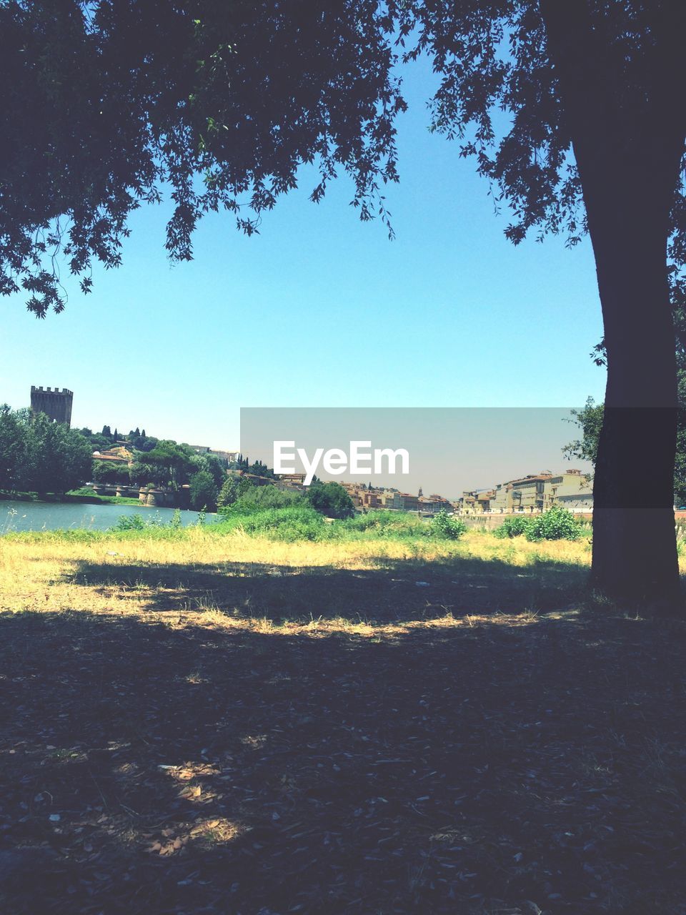 TREES ON FIELD AGAINST CLEAR SKY