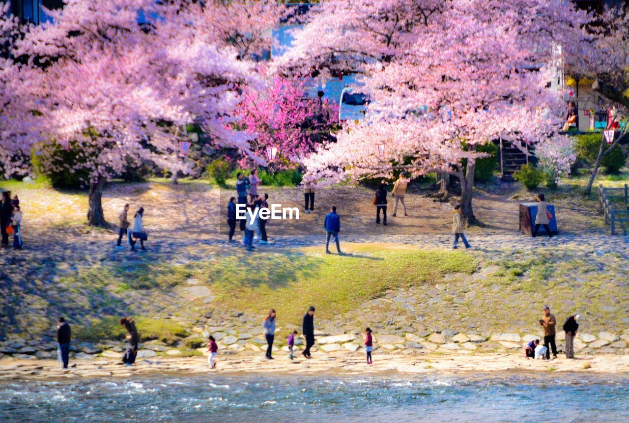 High angle view of people on landscape with cherry blossom trees