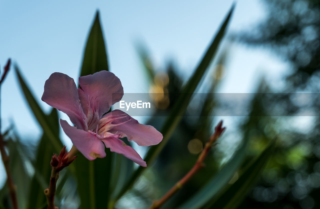 Close-up of red flowering plant