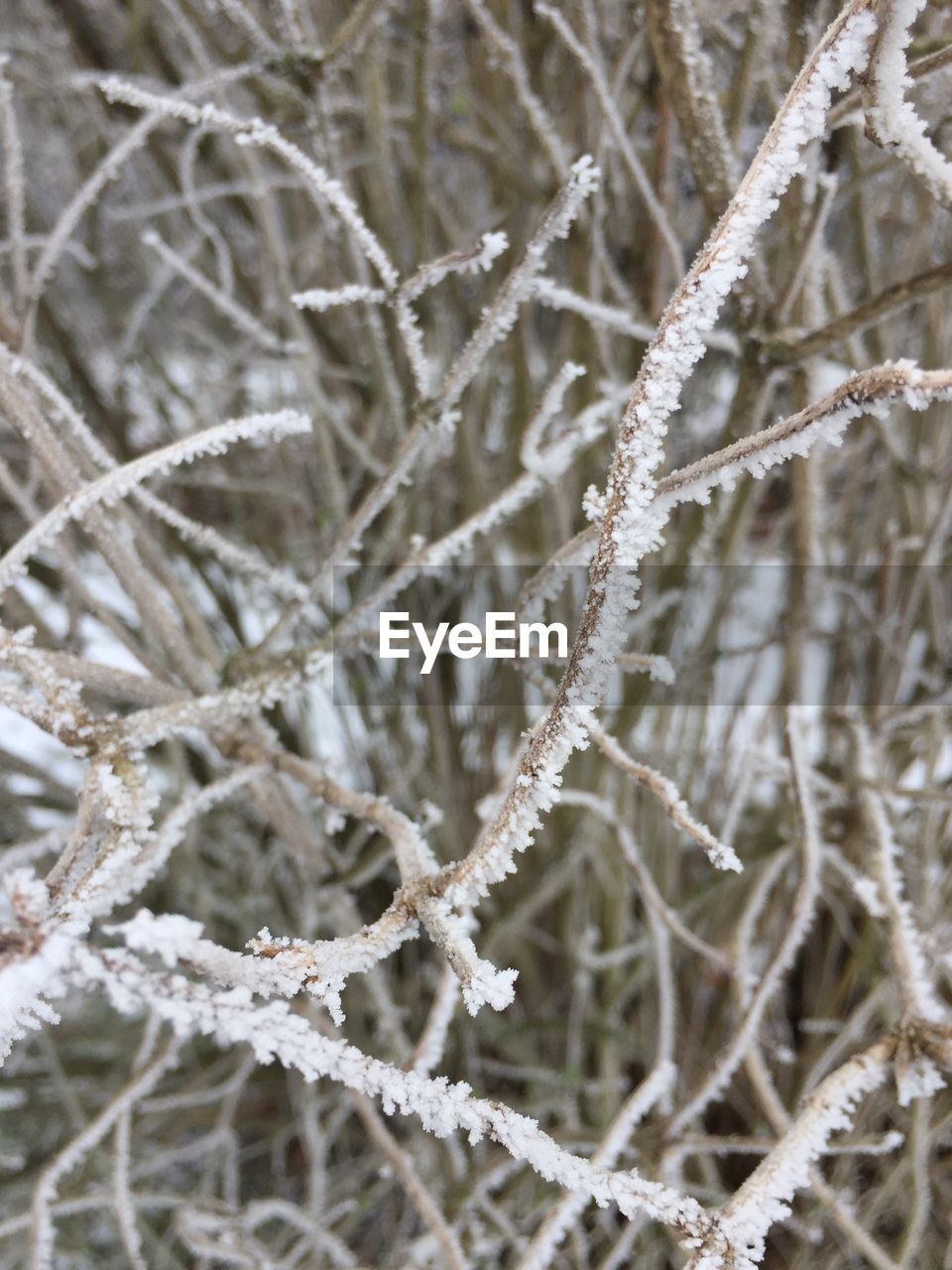 CLOSE-UP OF FROZEN PLANT