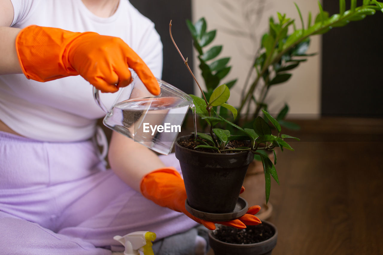 A girl in rubber gloves waters a hoya flower in a pot from a glass vase