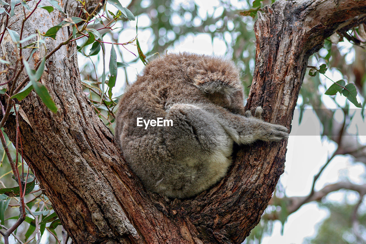 Close-up of koala resting on tree