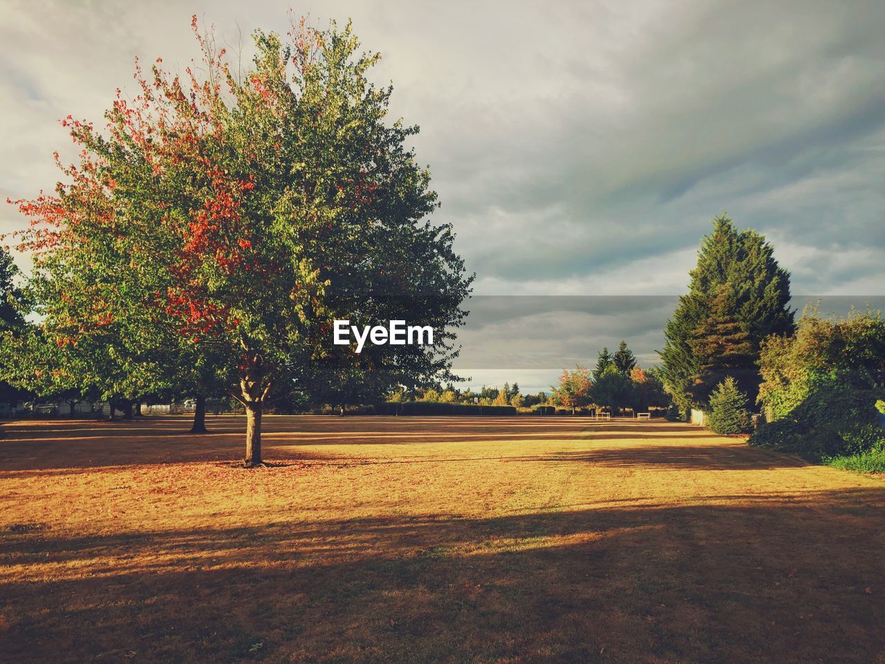 VIEW OF TREES ON FIELD AGAINST SKY