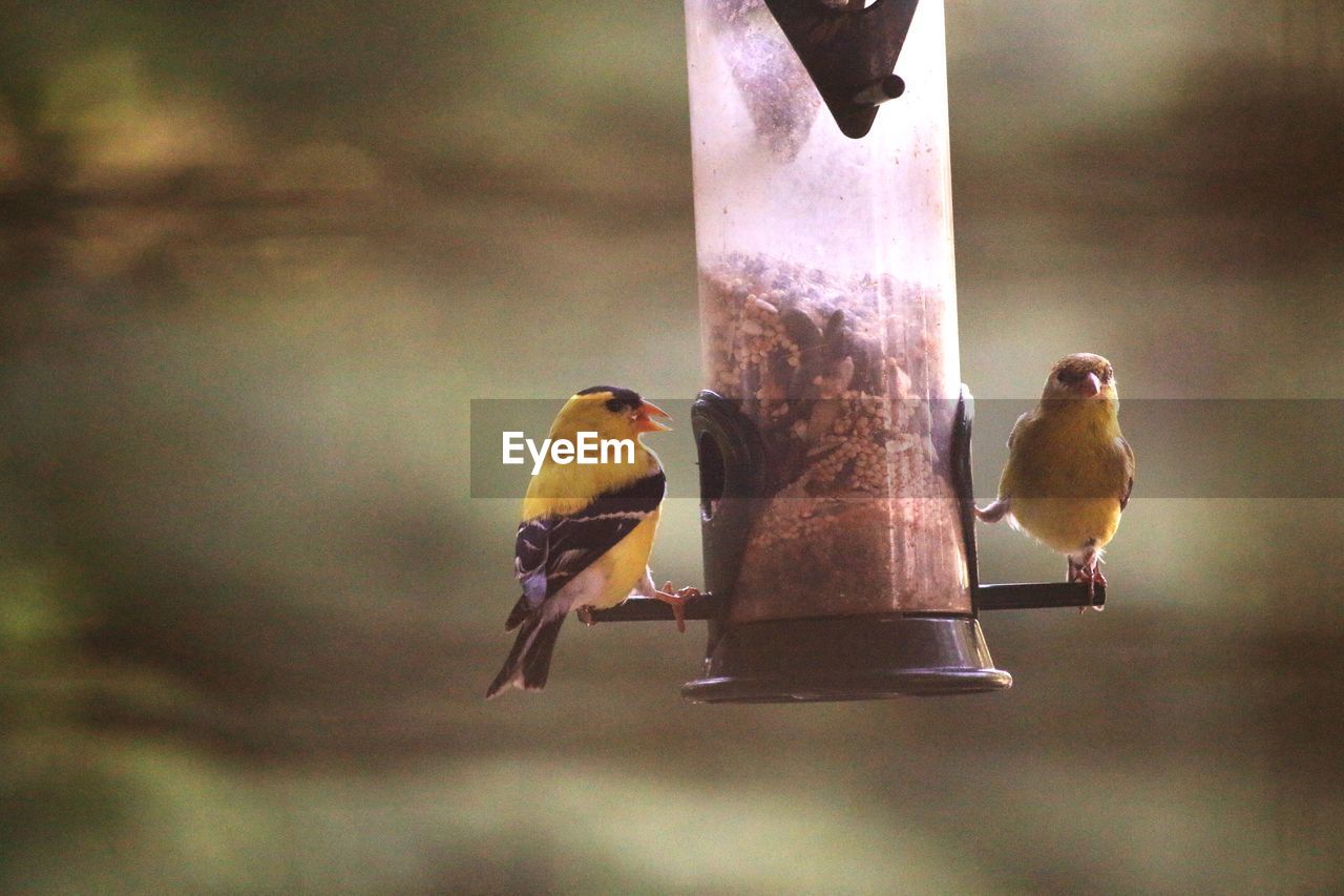 CLOSE-UP OF BIRDS PERCHING ON METAL