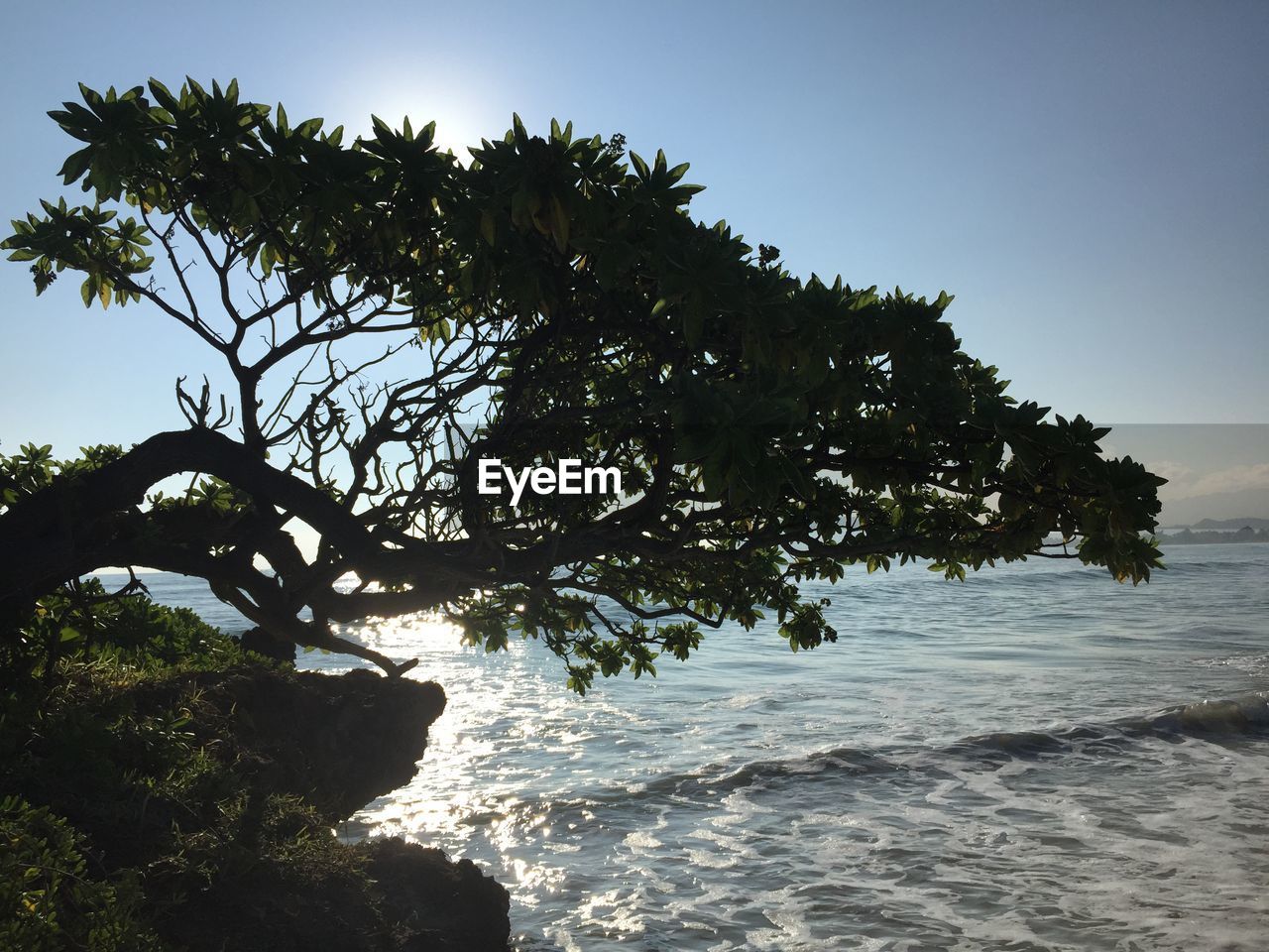 Tree growing on cliff by sea against sky