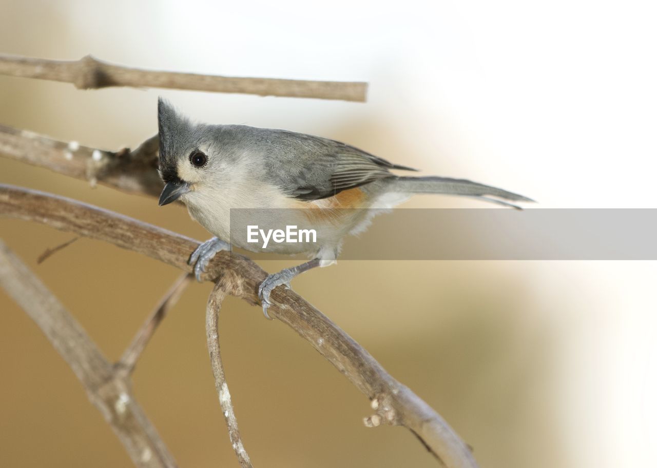 CLOSE-UP OF BIRD PERCHING ON TREE
