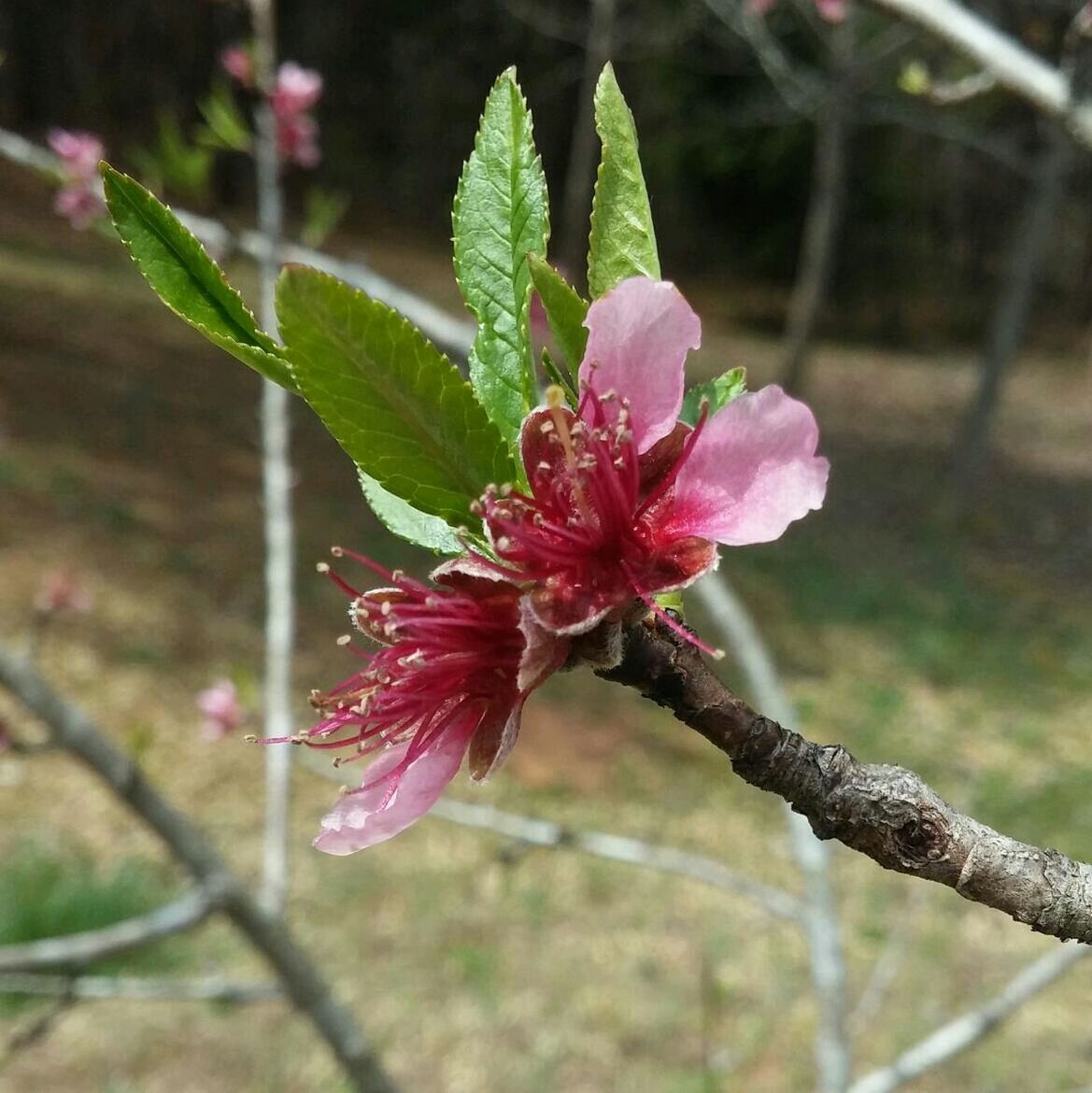 CLOSE-UP OF PINK FLOWERS BLOOMING