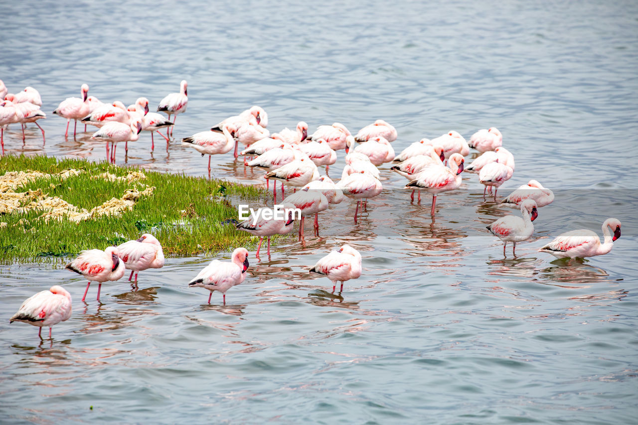 flamingo, animal, animal wildlife, animal themes, bird, wildlife, pink, water, water bird, large group of animals, group of animals, lake, nature, colony, beauty in nature, no people, wading, travel destinations, day, flock of birds, freshwater bird, outdoors, standing, reflection, animal body part