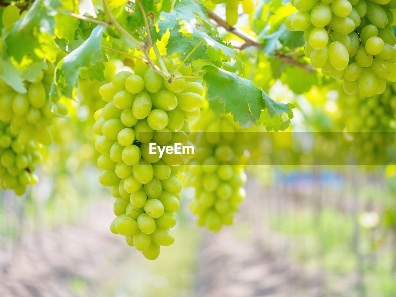 CLOSE-UP OF GRAPES GROWING ON VINE