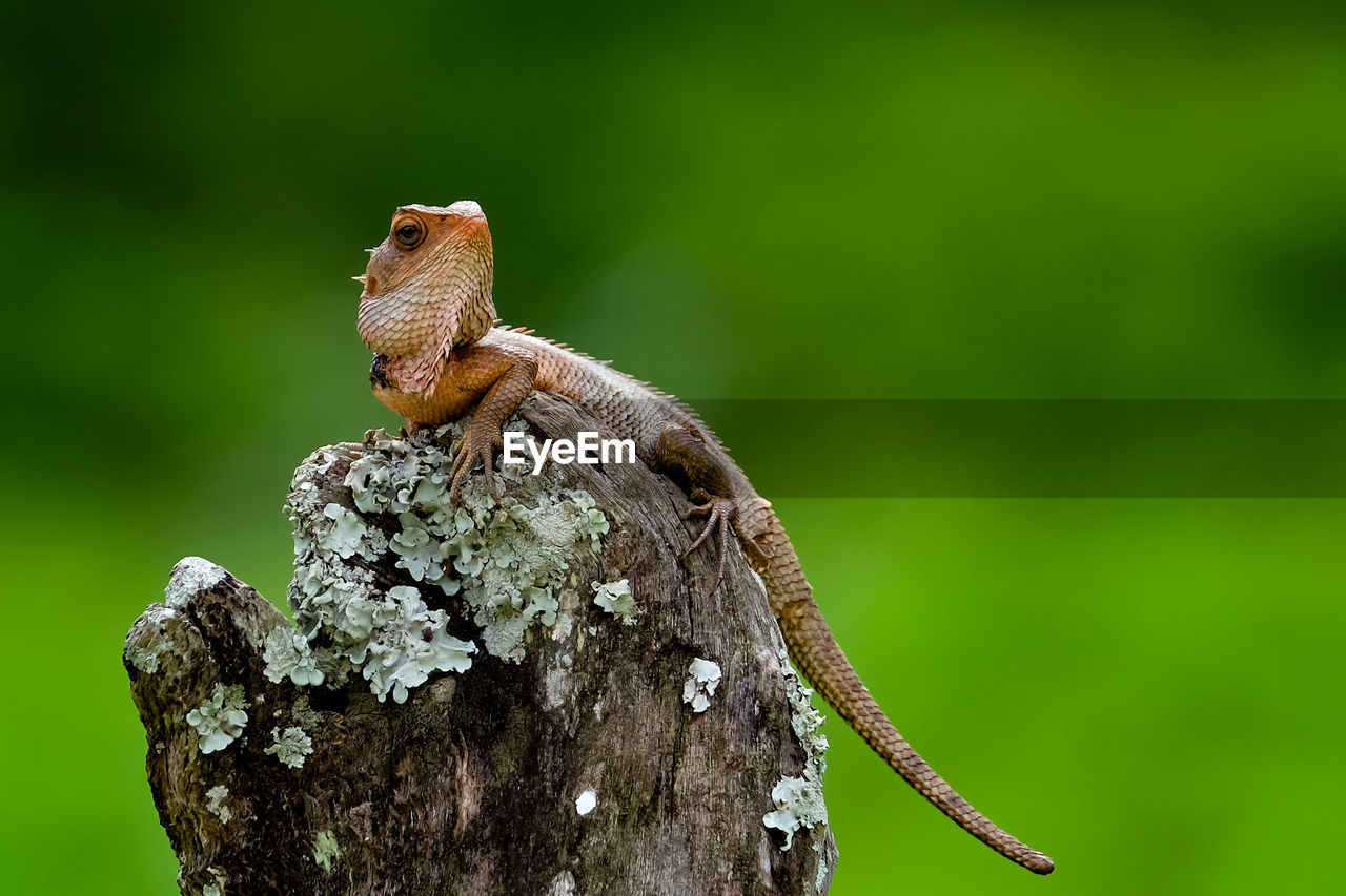 Close-up of chameleon on mossy bark