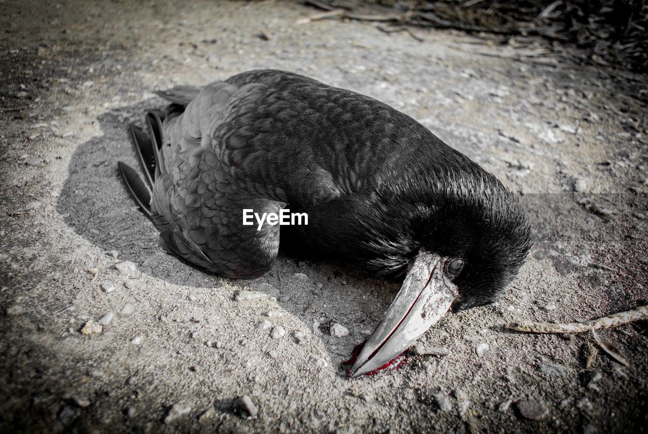 CLOSE-UP OF SEA LION ON SANDY BEACH