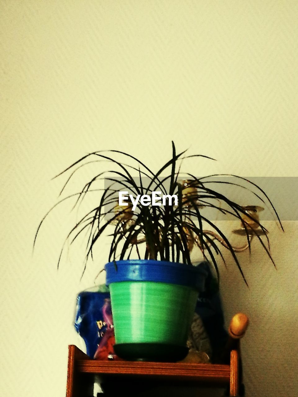 CLOSE-UP OF POTTED PLANT ON TREE