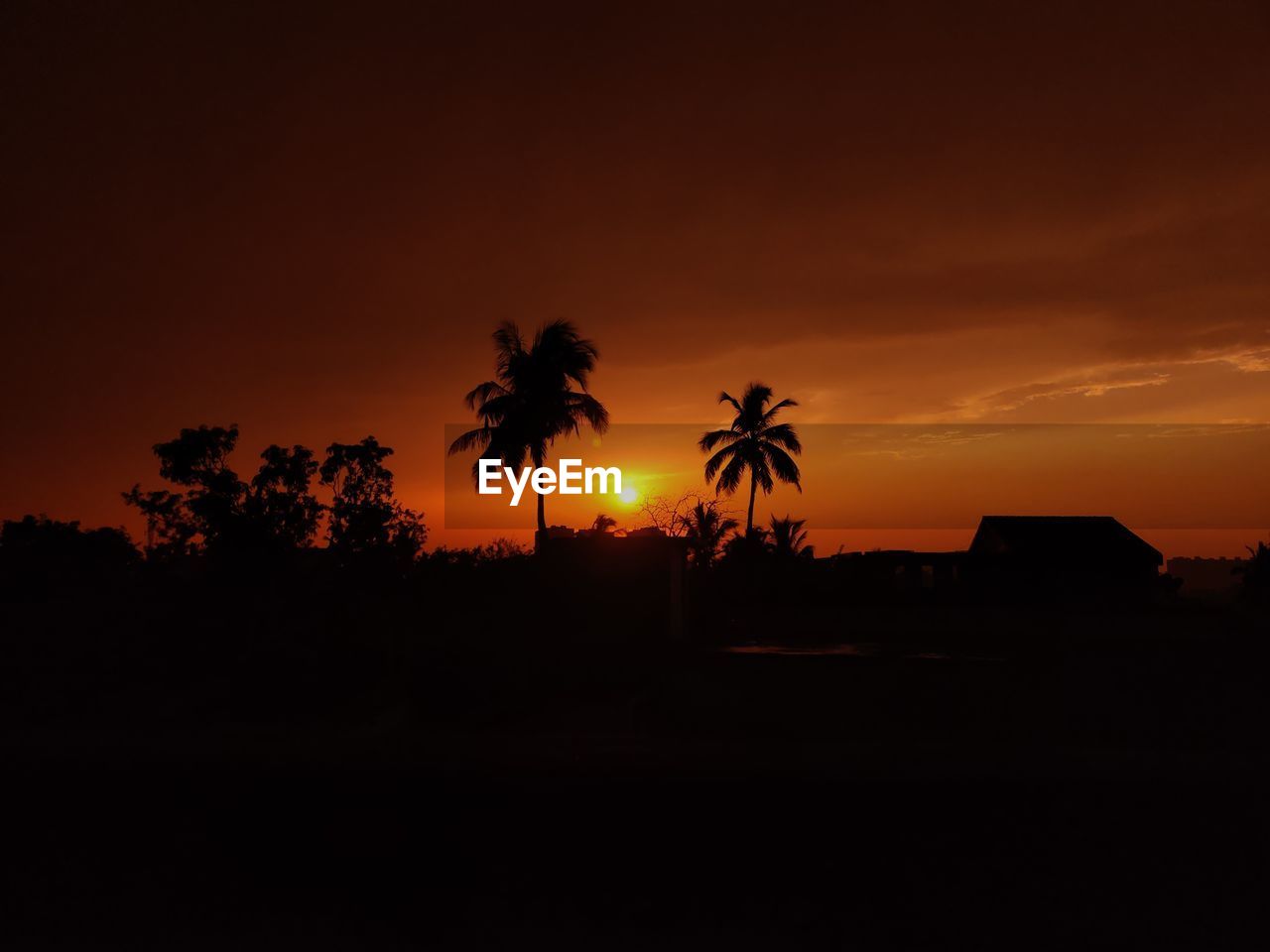 SILHOUETTE PALM TREES AT SUNSET