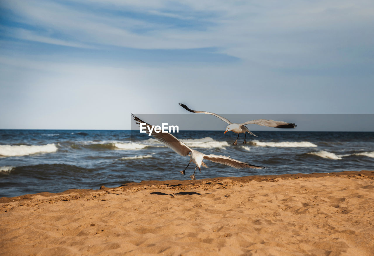 seagull flying over beach against sky