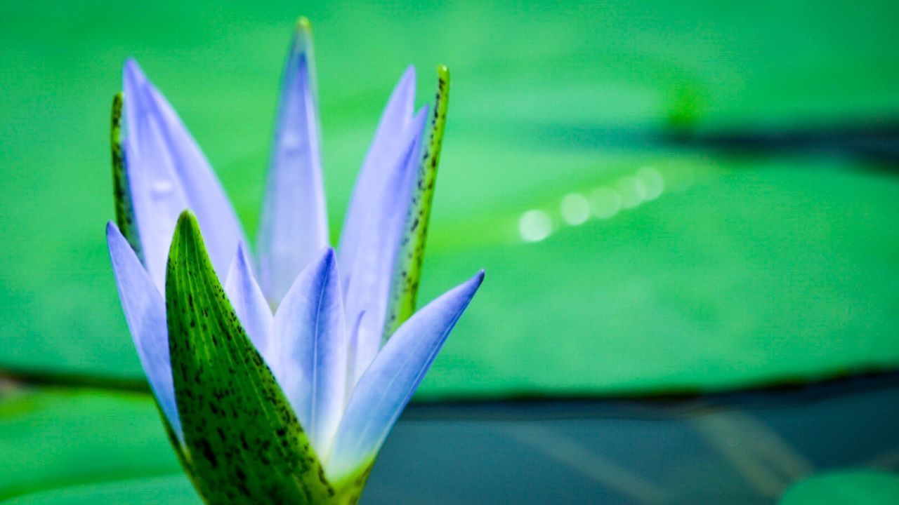 Close-up of purple flower