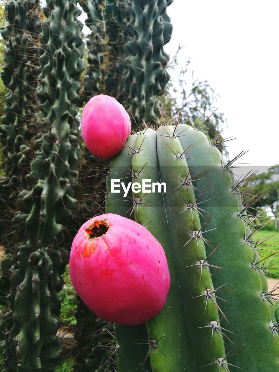 Close-up of cactus growing outdoors