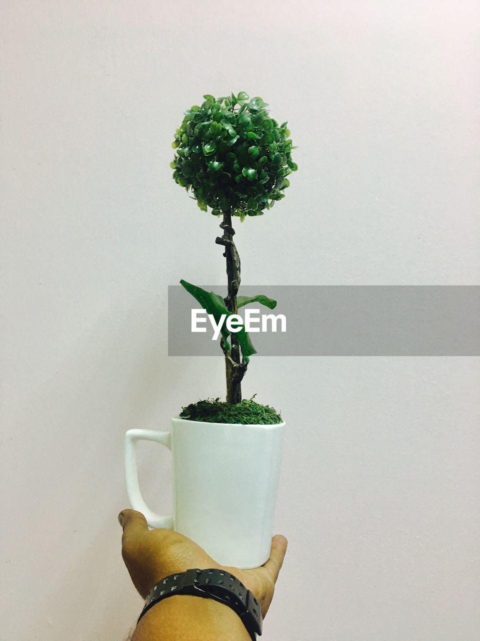 CLOSE-UP OF POTTED PLANT ON TABLE AGAINST WHITE WALL