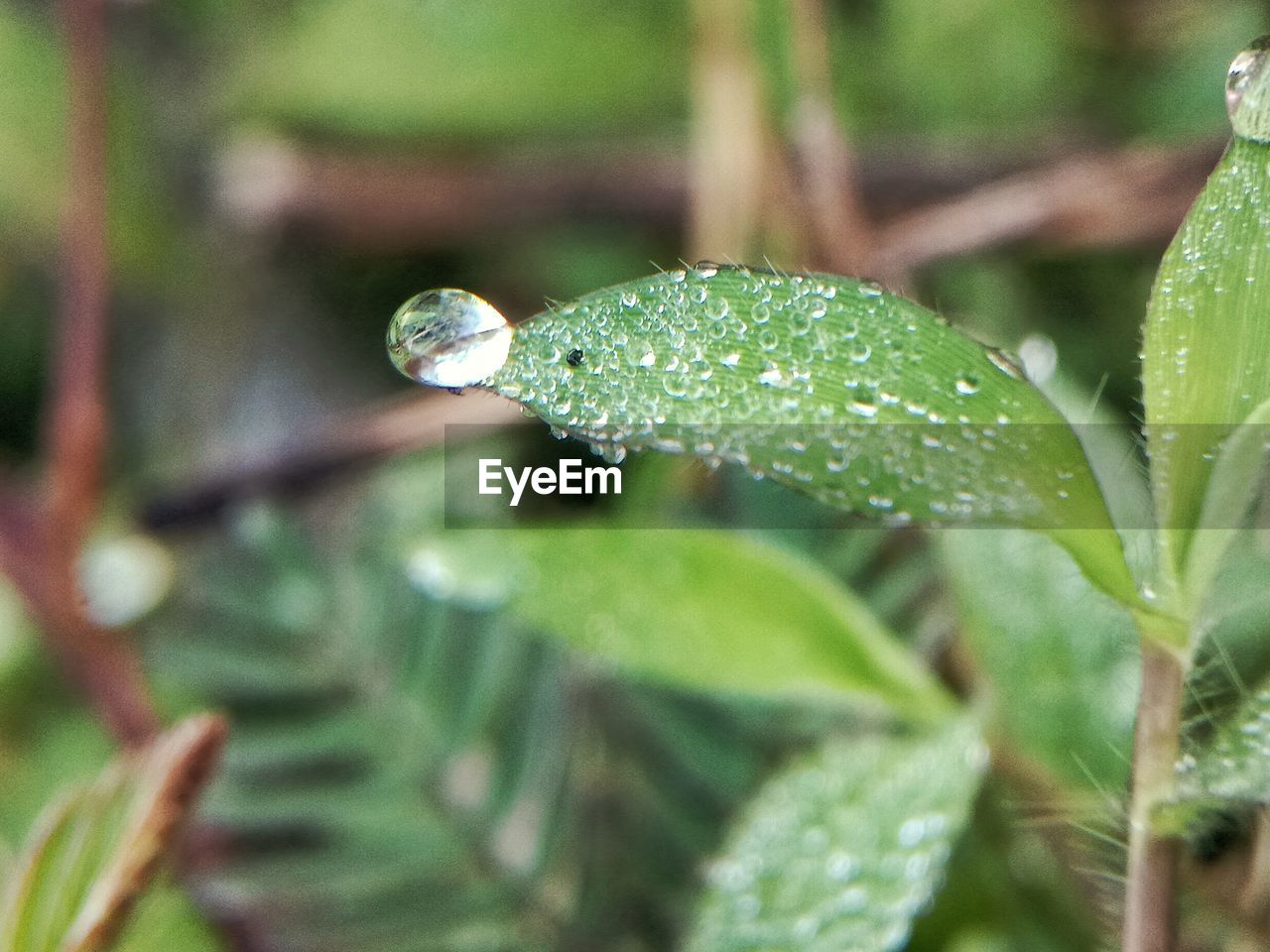 Close-up of raindrops on leaf