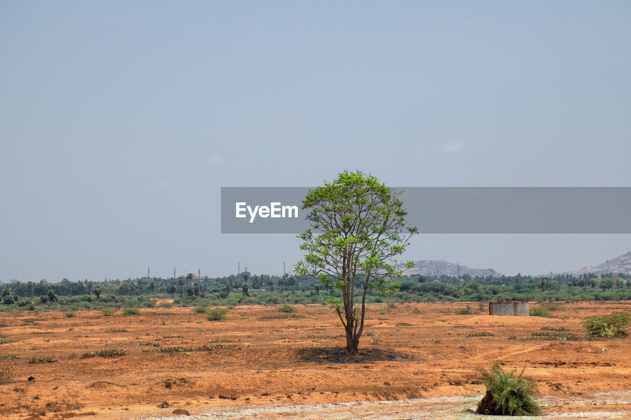 Trees on field against clear sky