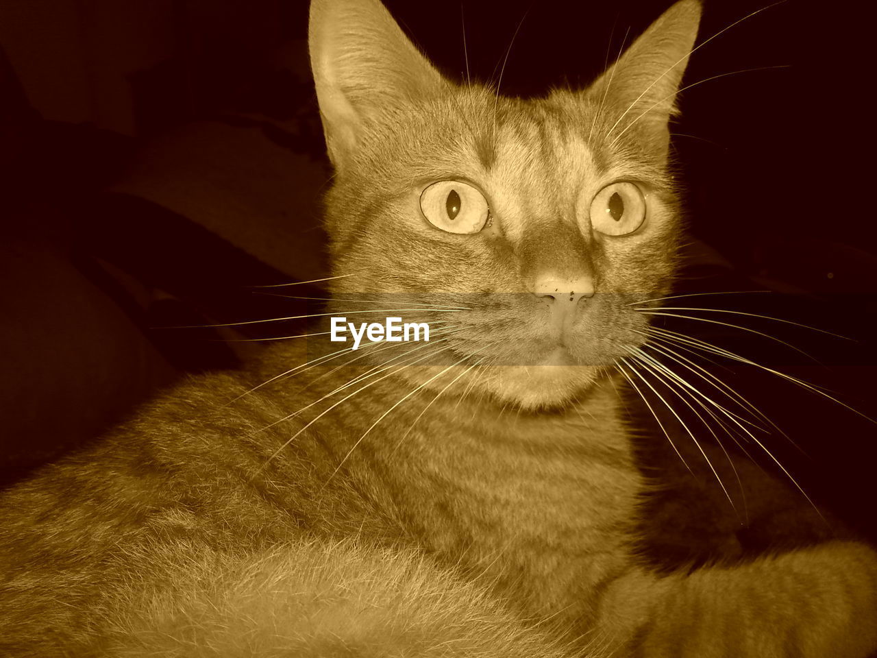 CLOSE-UP PORTRAIT OF CAT