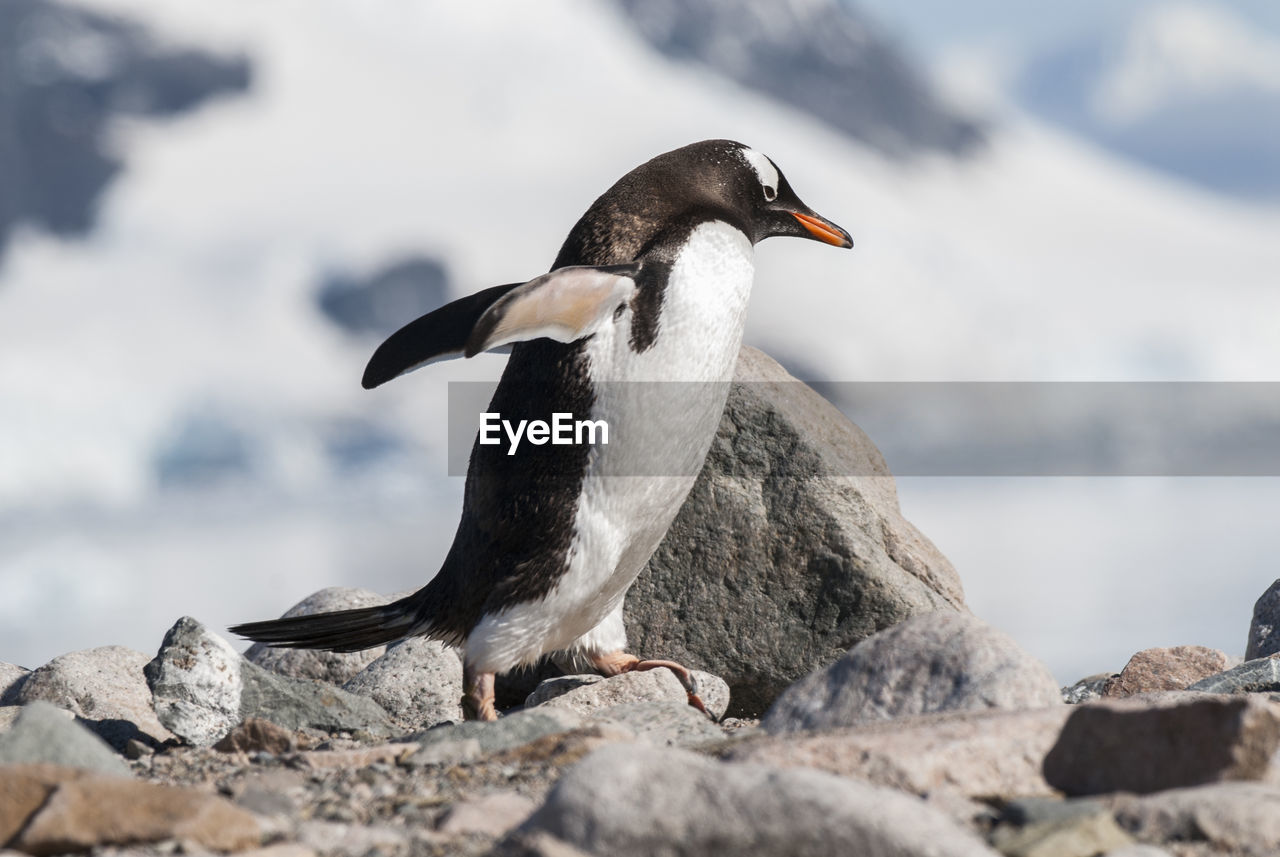 close-up of bird perching on rock