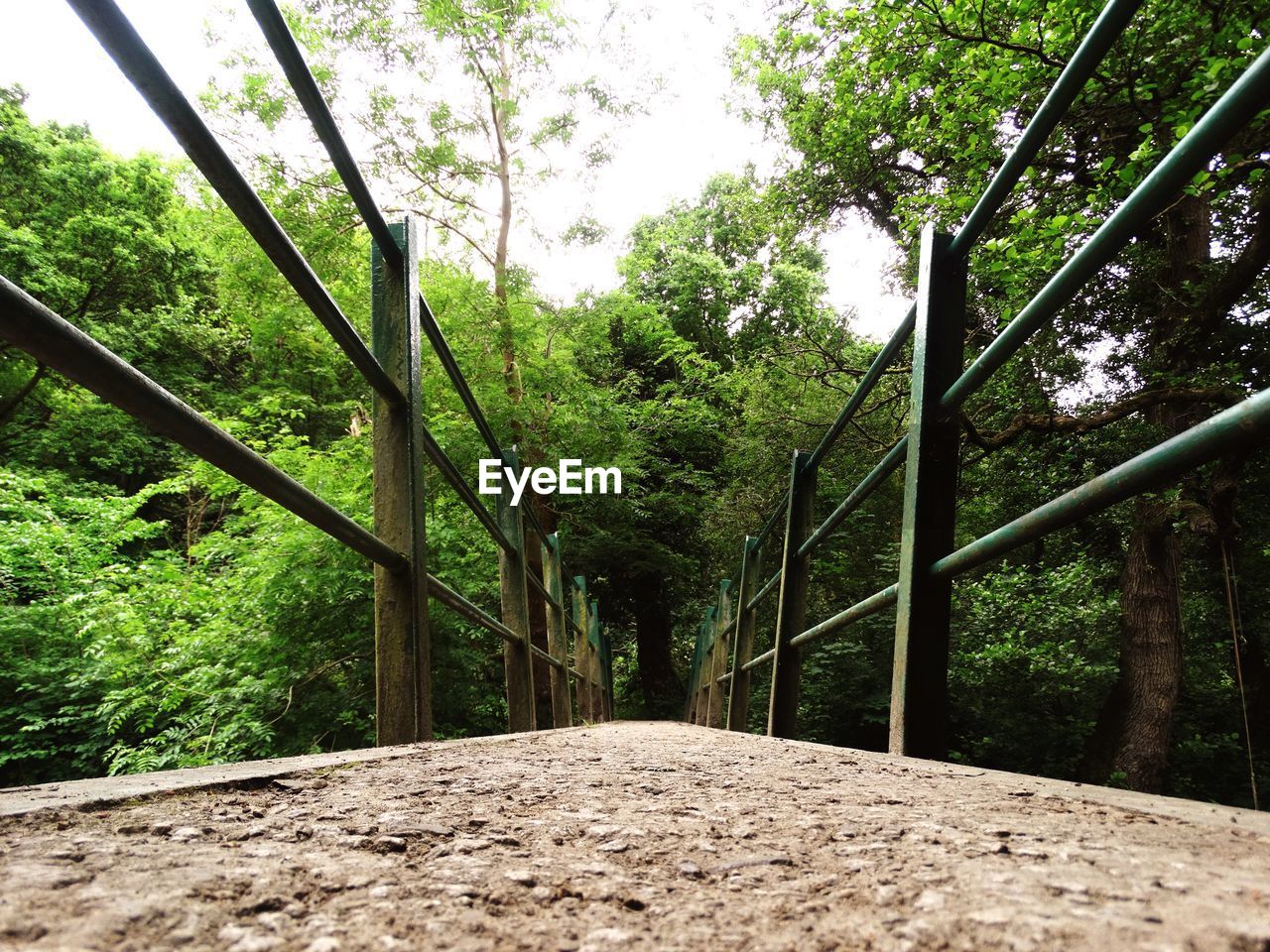 Footbridge amidst trees in forest