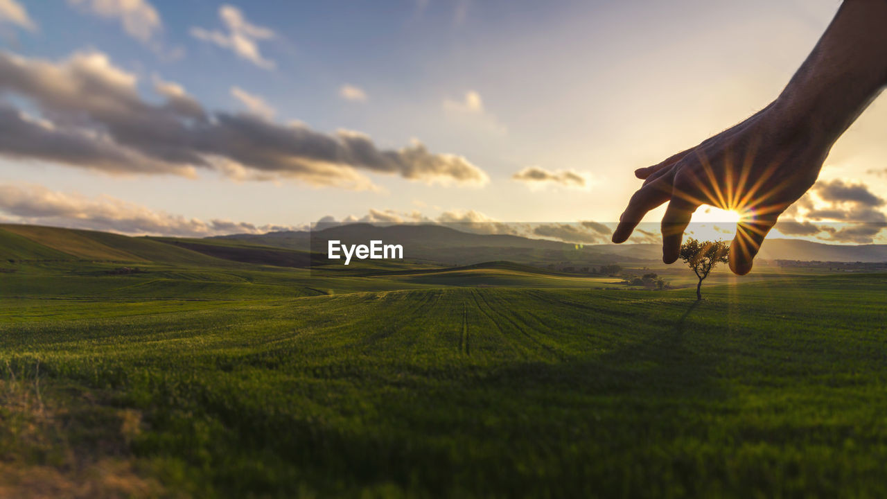 Human hand holding an isolated tree in a green field during a beautiful sunset over the mountain