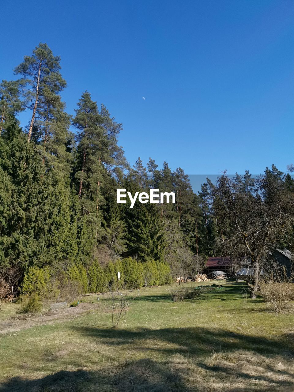 TREES ON FIELD AGAINST CLEAR SKY