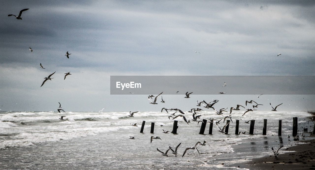 Flock of birds flying over sea against cloudy sky