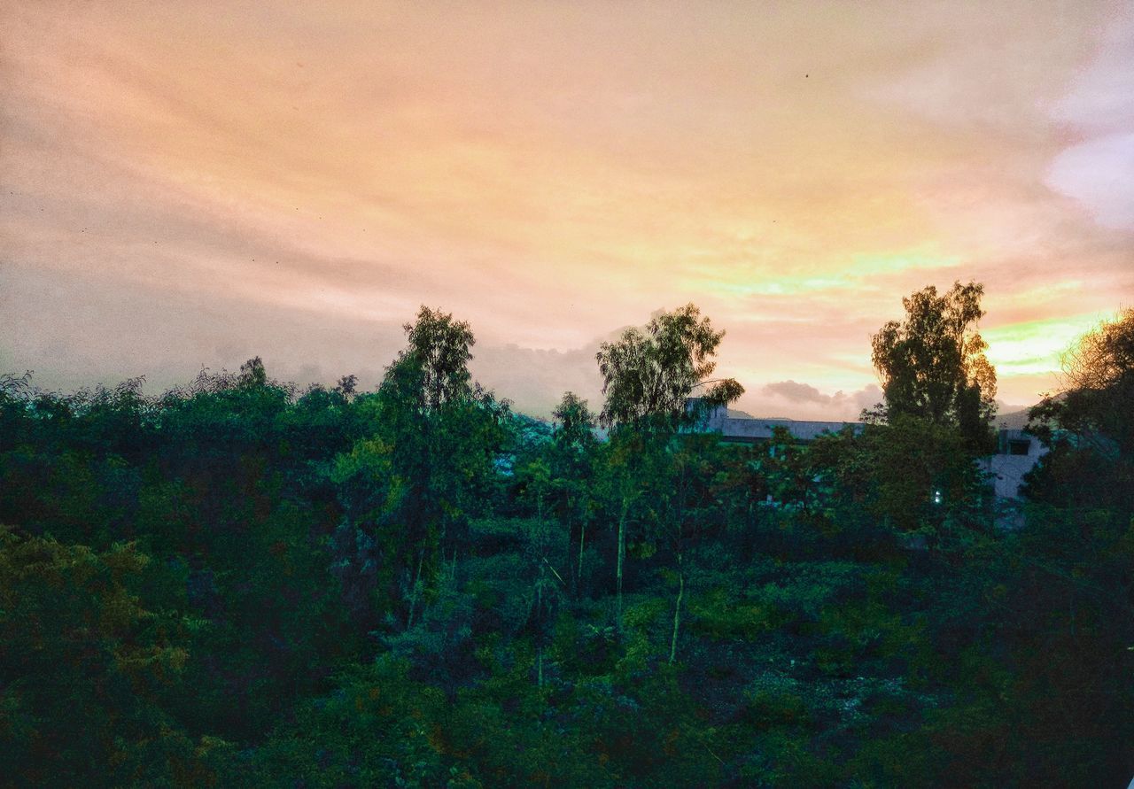 TREES IN FOREST DURING SUNSET