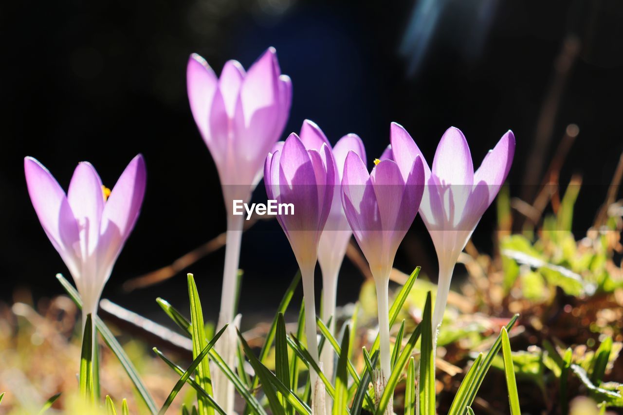 CLOSE-UP OF PURPLE CROCUS FLOWERS GROWING IN FIELD