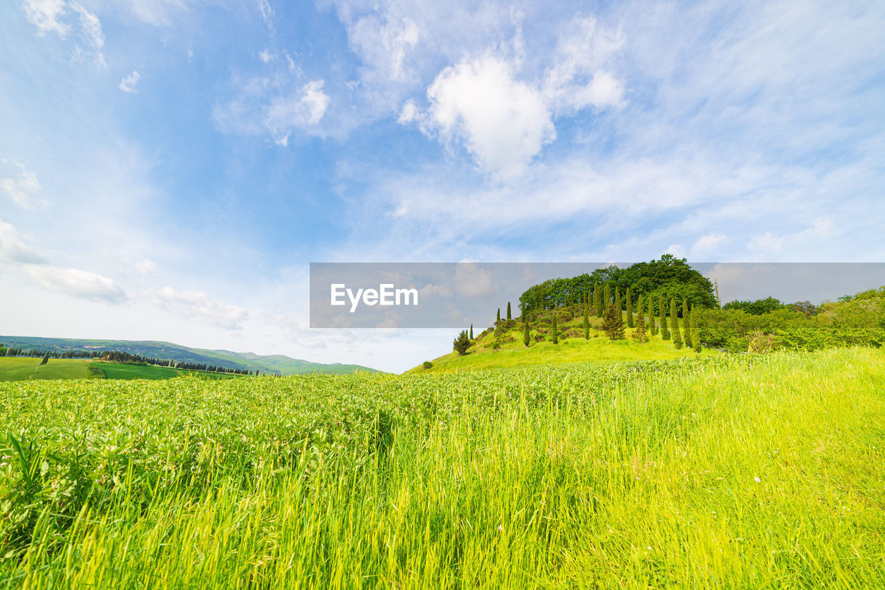 landscape, environment, sky, plant, land, field, grassland, cloud, rural scene, grass, green, nature, horizon, pasture, agriculture, scenics - nature, beauty in nature, meadow, crop, plain, natural environment, cereal plant, tranquility, no people, summer, farm, blue, prairie, growth, rural area, food, tree, food and drink, hill, outdoors, tranquil scene, environmental conservation, rapeseed, sunlight, social issues, barley, non-urban scene, day, flower, springtime, idyllic, foliage, freshness, lush foliage, horizon over land, panoramic, travel, paddy field, vibrant color, cloudscape