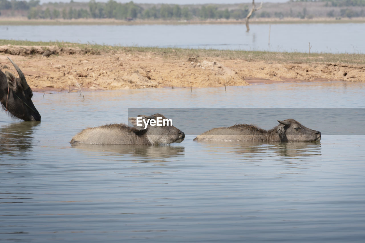 Small water buffalo in the river