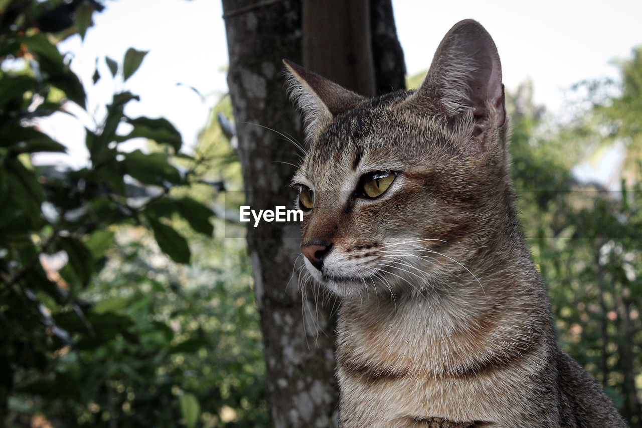 Close-up portrait of a cat