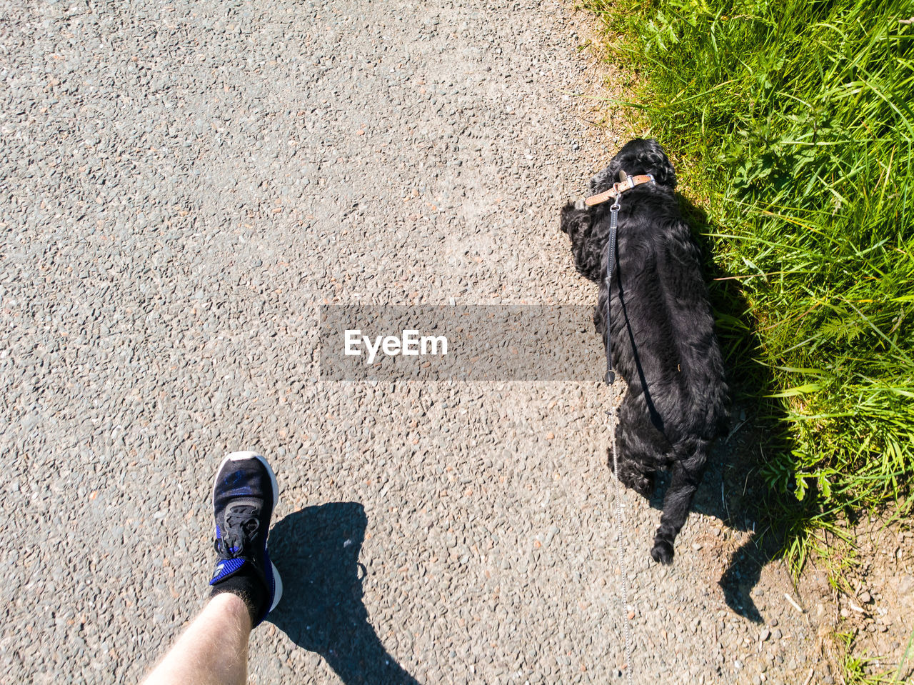 Low section of man walking with cocker spaniel on footpath