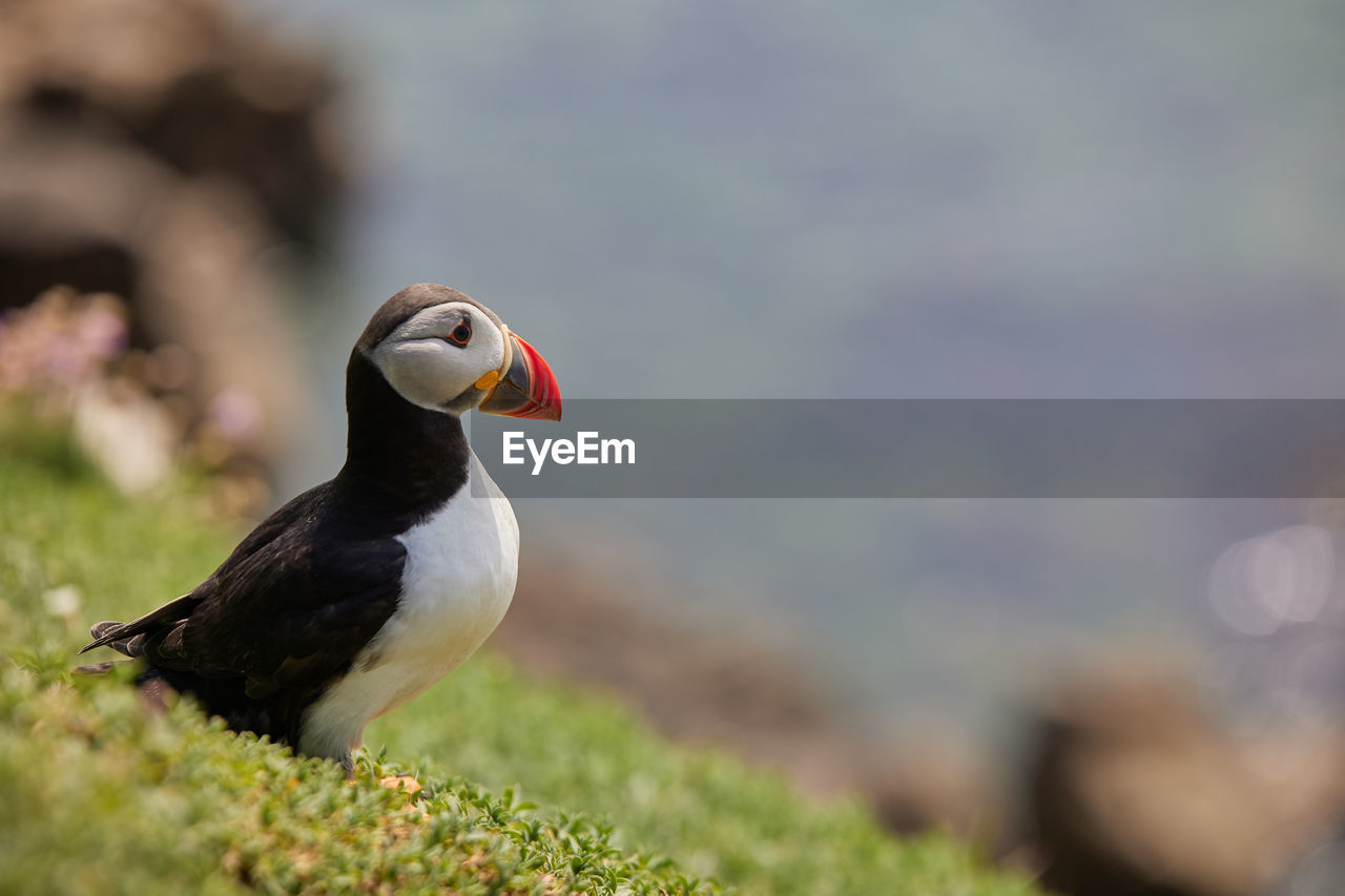 CLOSE-UP OF A BIRD PERCHING ON A LAND