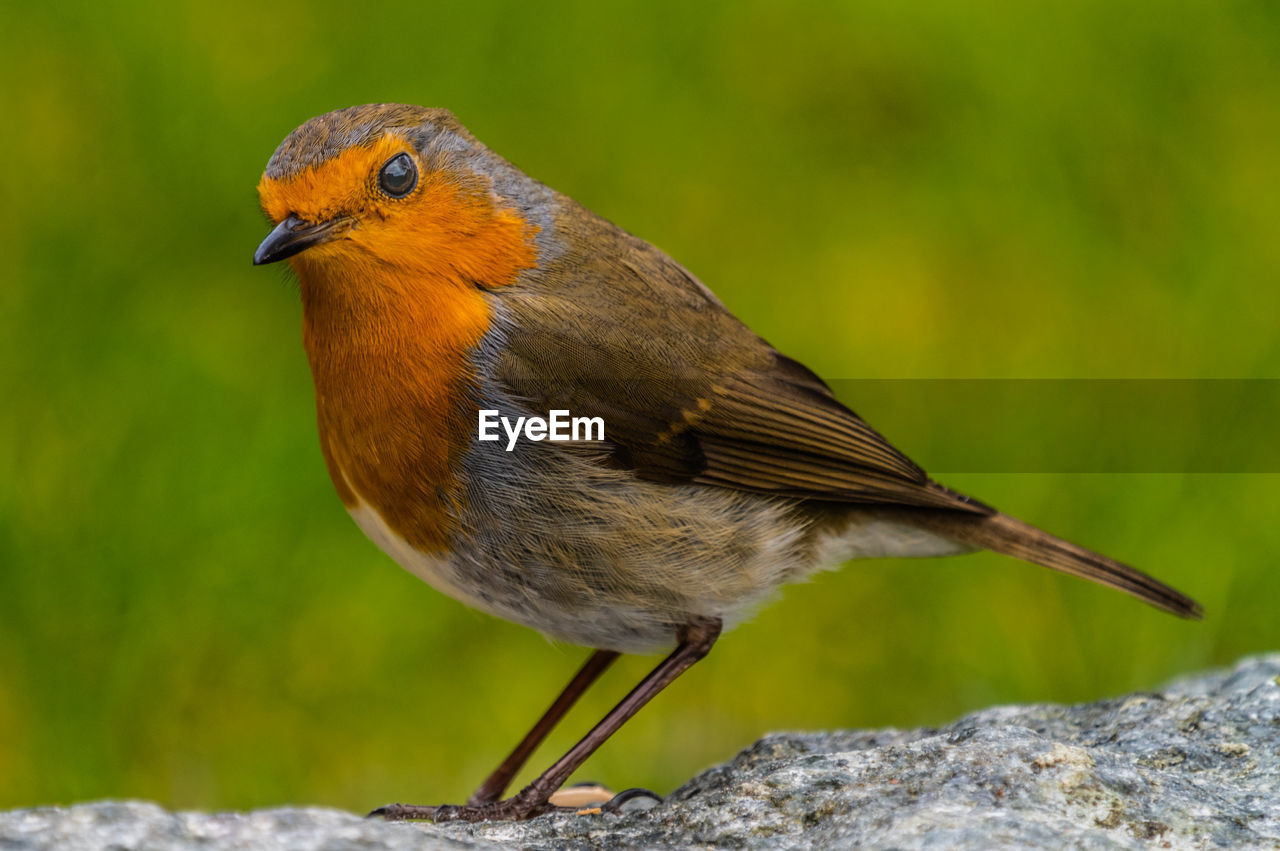 Close-up of bird perching on rock