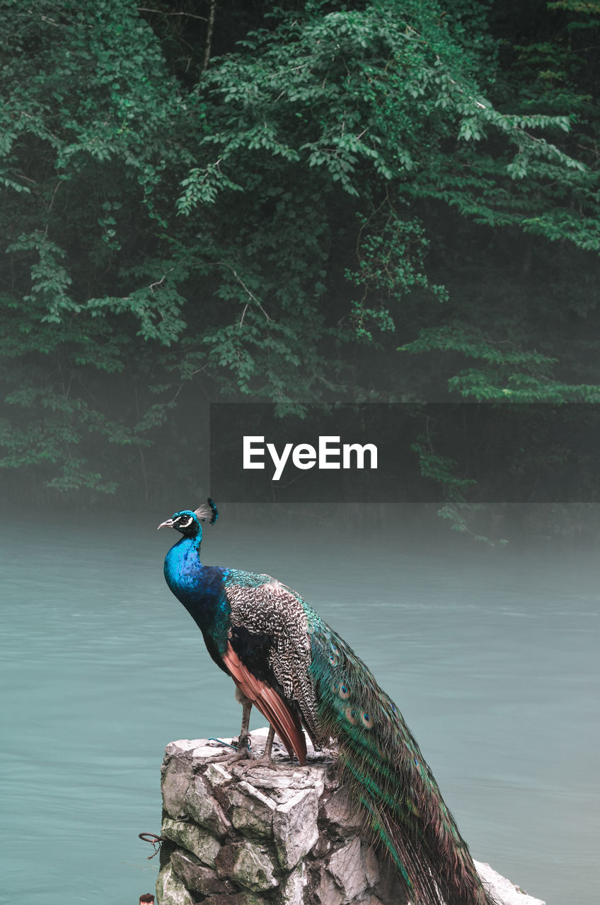 Bird perching on a tree