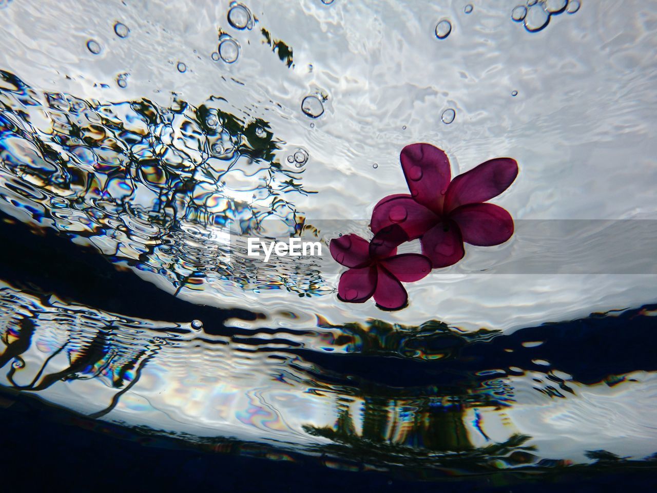 CLOSE-UP OF LOTUS FLOATING ON WATER