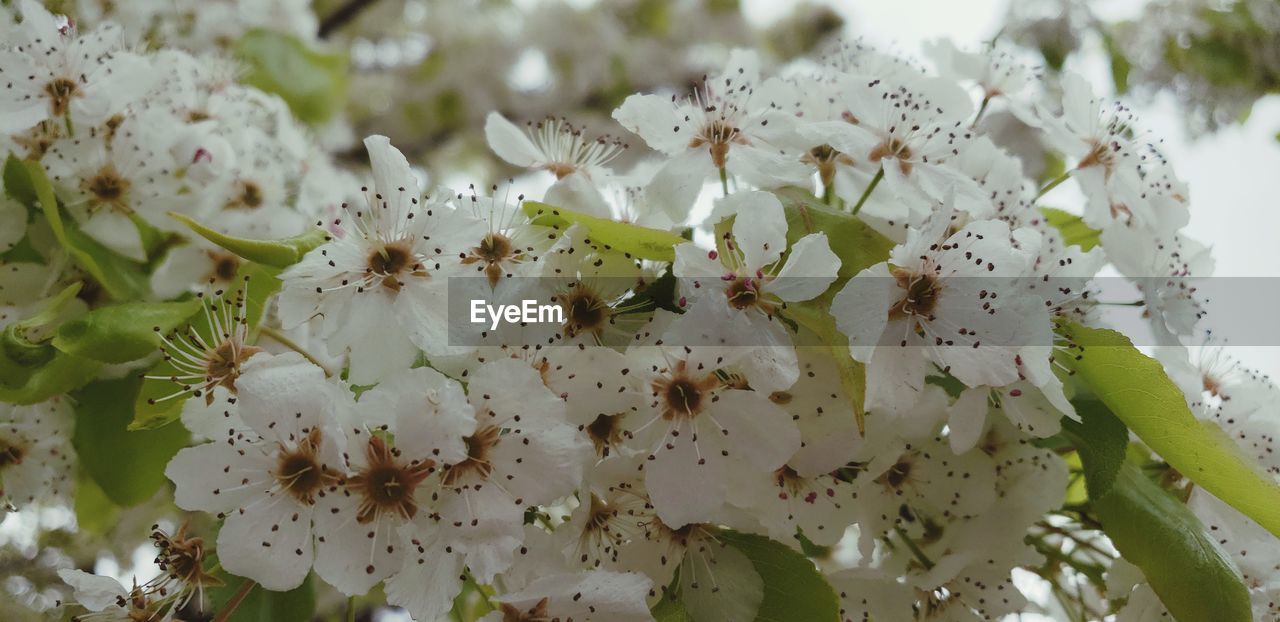 FULL FRAME OF WHITE FLOWERING PLANT